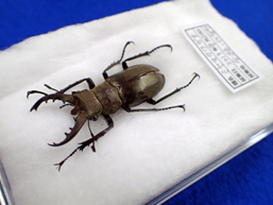 かっこいい甲虫標本をつくろう 石川県立自然史資料館