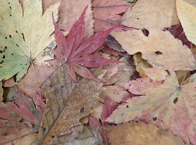 秋の葉っぱの観察会 石川県立自然史資料館